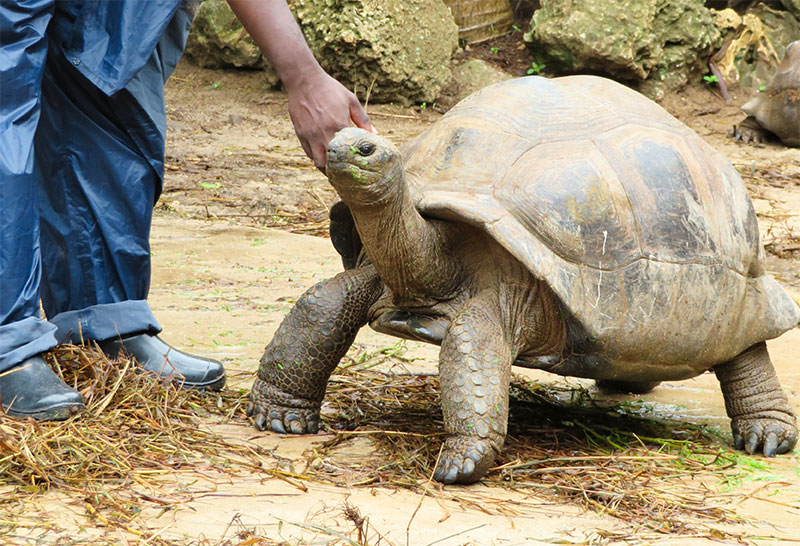 Rodrigues Island tortois