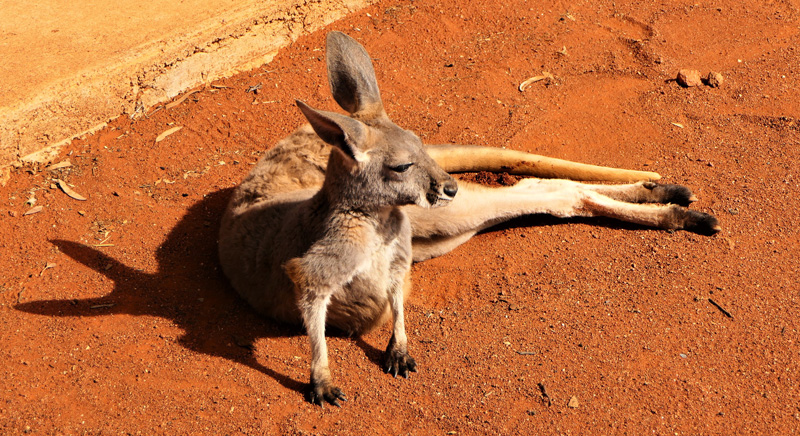 South Australia Gawler Ranges