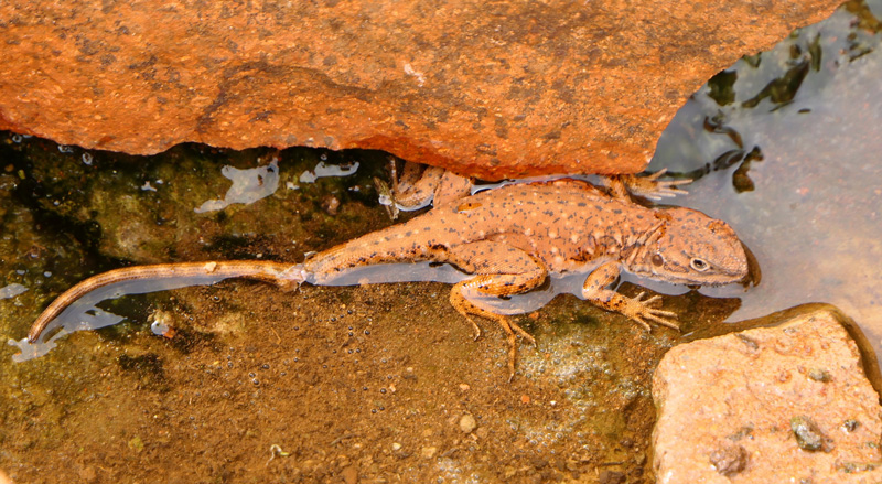 South Australia Gawler Ranges