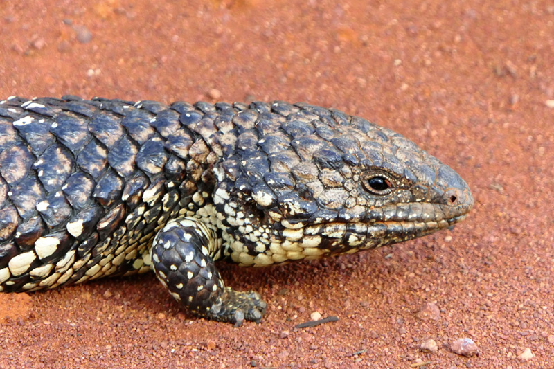 South Australia Gawler Ranges