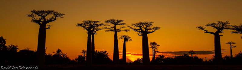 Fauna and Flora of Madagascar by David Van Driessche