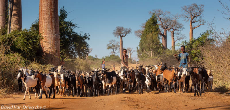 Life in Madagascar by David Van Driessche