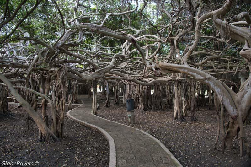 Phimai Sai Ngam trees