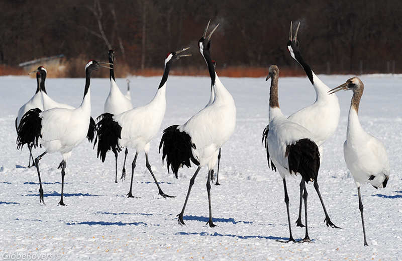 Winter Activities in Japan