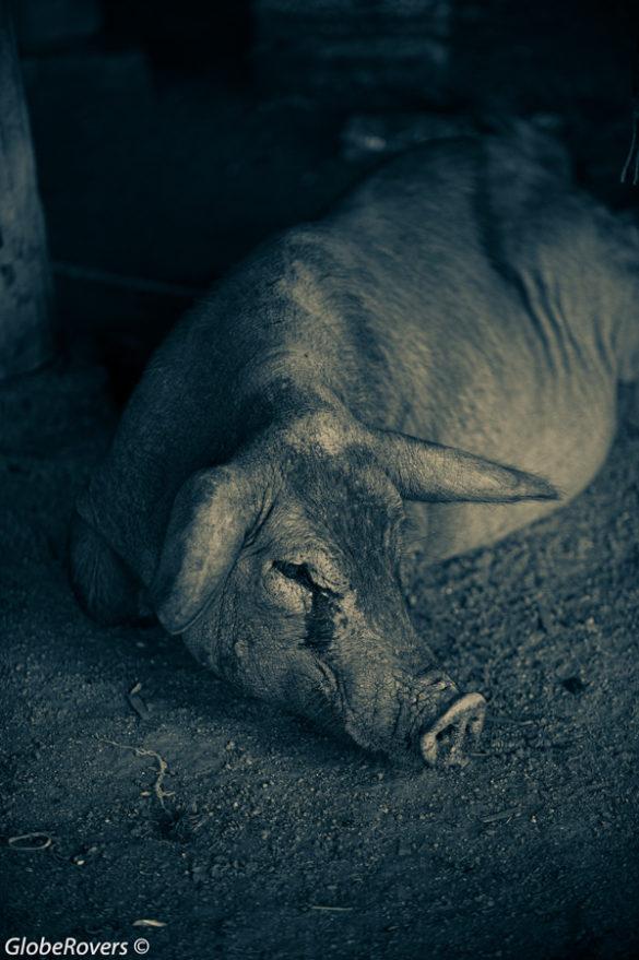 Pig, Wanmy village of the Wa Ann Tribe, east of Kengtung, Shan State, MYANMAR