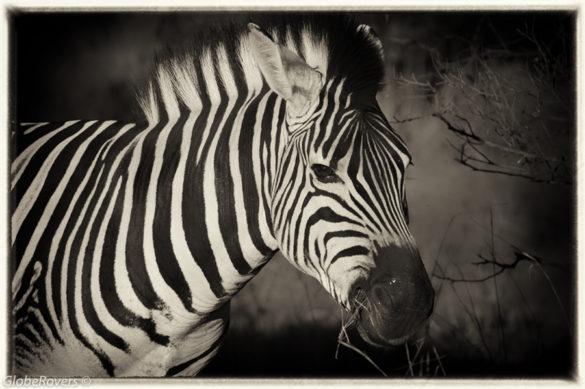 Zebra, South Africa