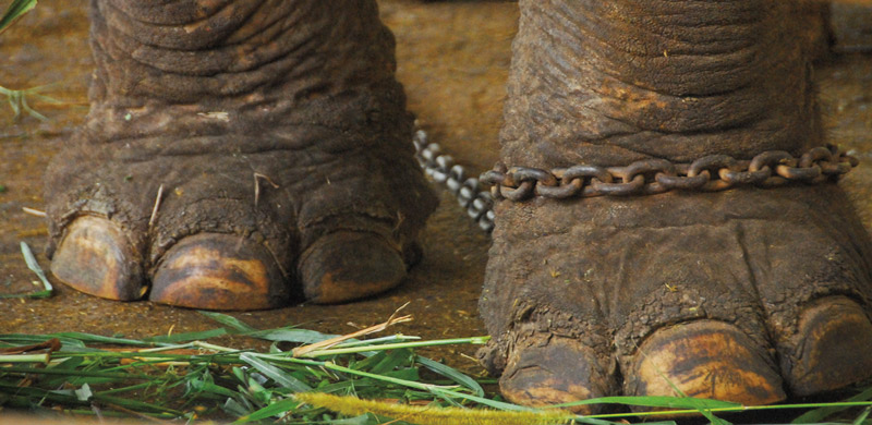 Maesa Elephant Camp, north of Chiang Mai, Thailand