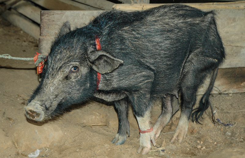 Pig cruelty, Northern Thailand