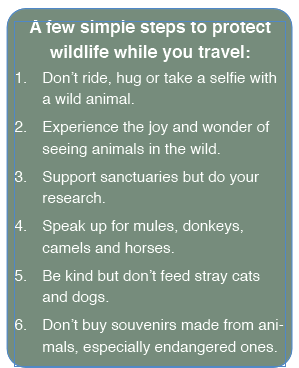 A few simple steps to protect  wildlife while you travel