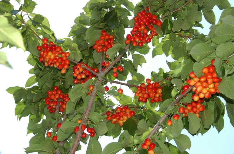 Cherries, Hunza, Lower Hunza Valley, PAKISTAN