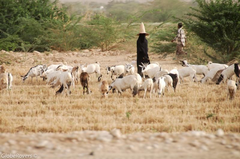 Tending to the goats between Tarim and Sayun, Hadramawt Valley, Yemen