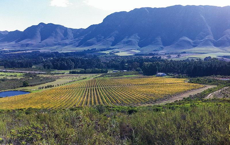 Hermanus IMG 8117 m1 1