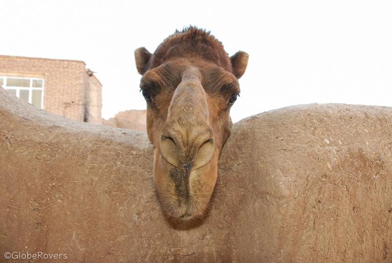 Camel in front of Ateshoni Guesthouse, Garmeh, Iran