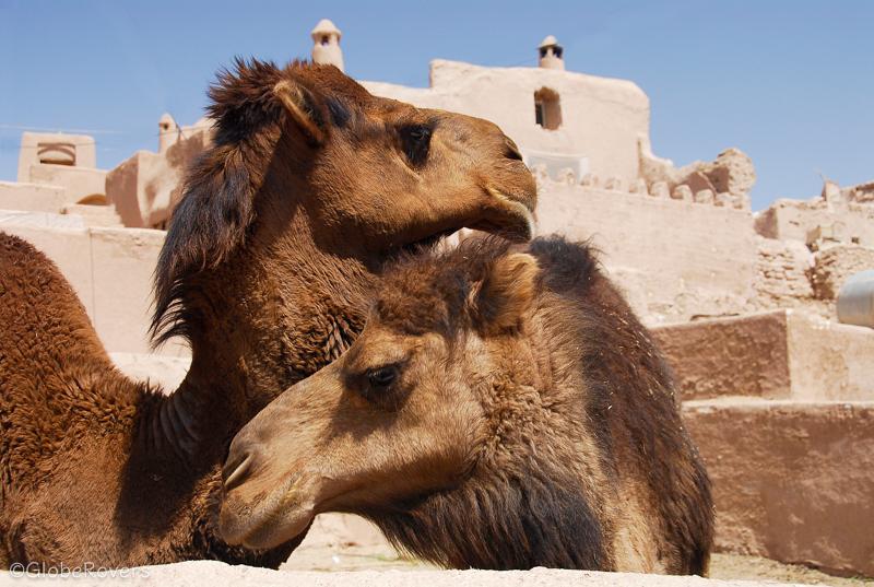 Camel in front of Ateshoni Guesthouse, Garmeh, Iran