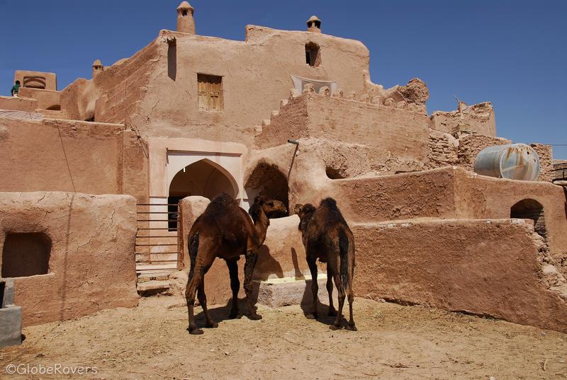 Camels in front of Ateshoni Guesthouse, Garmeh, Iran
