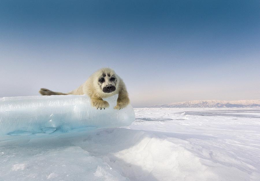 Alexey Trofimov, Lake Baikal, Seal