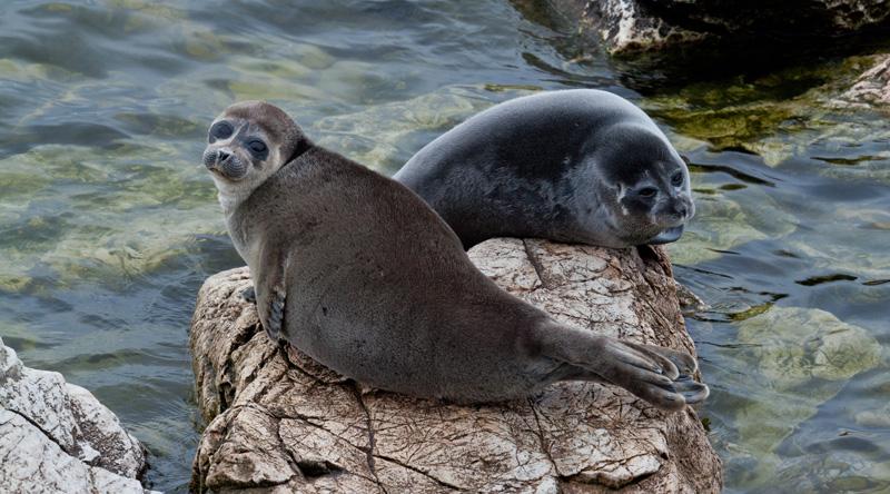 Alexey Trofimov, Lake Baikal, Seal