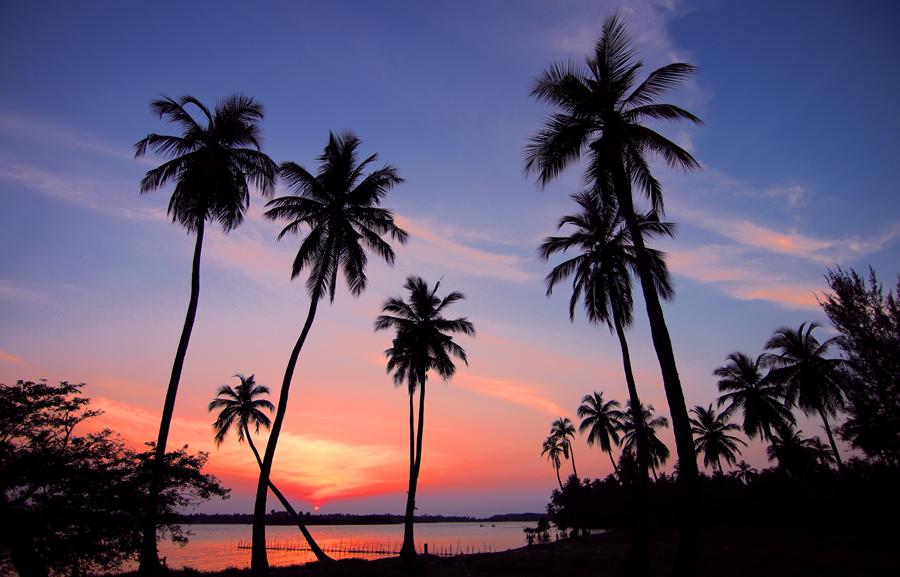 Contributor TONGA Ann Goth palms sunset