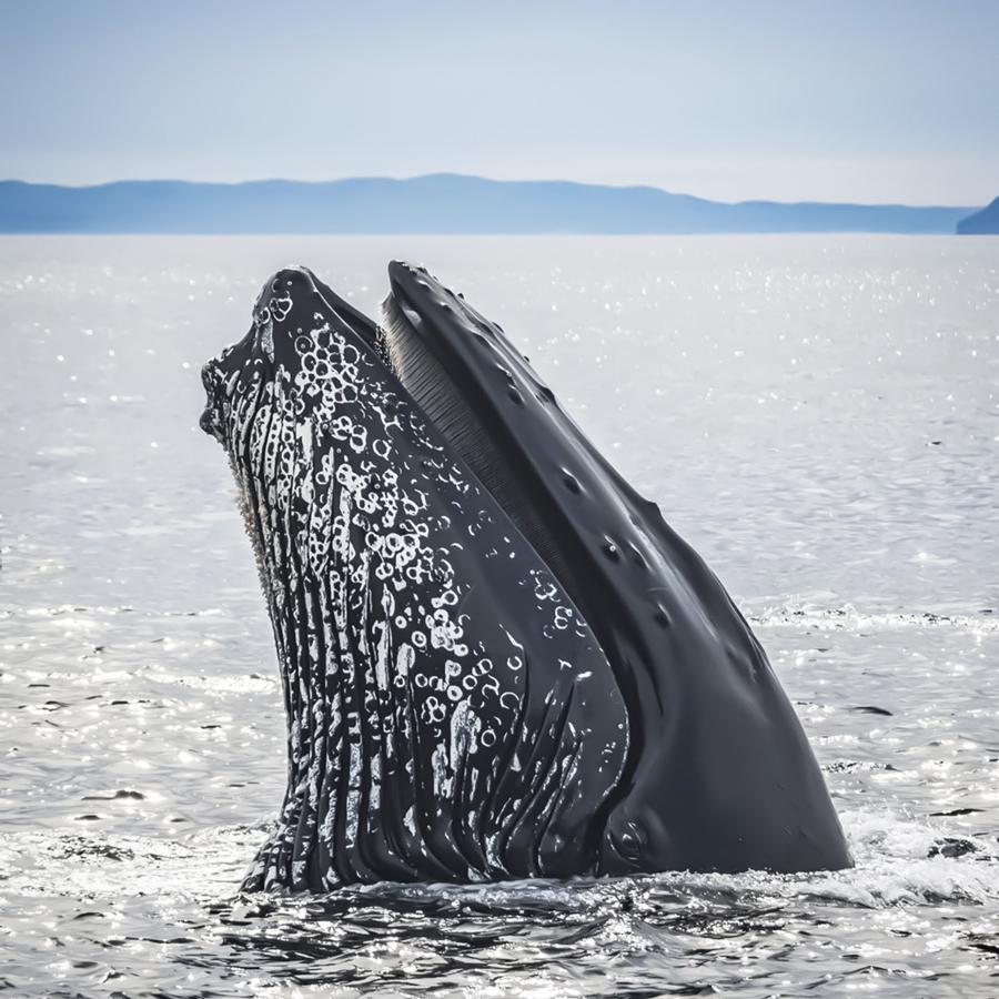 Humpback whales can frequently be seen in Tonga, as the calm waters between the islands are important birthing and mating grounds for these gigantic mammals. Vava’u in particular is a great place to see them, either from boats or when snorkelling next to them, from July to about October. Snorkelling with whales is only allowed with a certified guide and in groups of up to four, and you obviously need to be a confident swimmer.