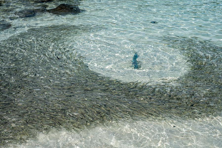 Fish Boulder Island Myanmar