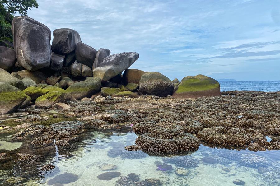 Myanmar Boulder Island corals