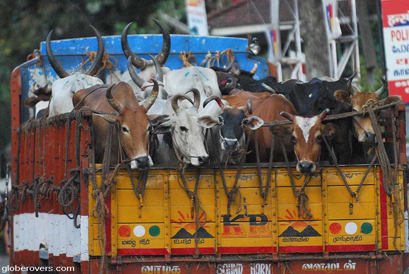 Cows in Kumily, Kerala, INDIA