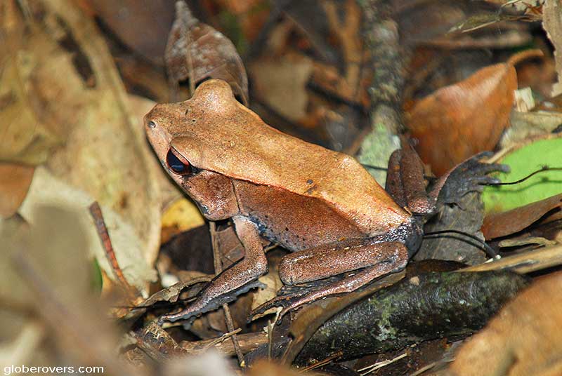 Frog in Periyar Tiger Reserve, Kumily, Kerala, INDIA