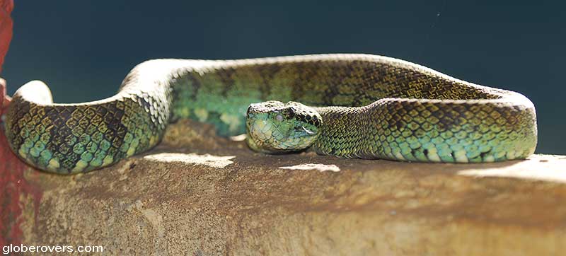 Snake in Periyar Tiger Reserve, Kumily, Kerala, INDIA