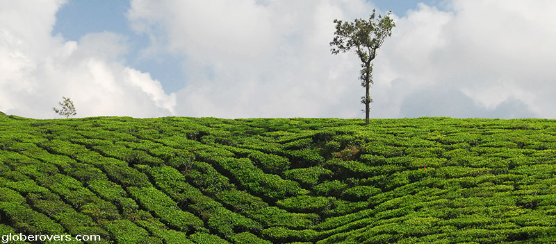 Tea plantations around Pambanar, Kerala, INDIA