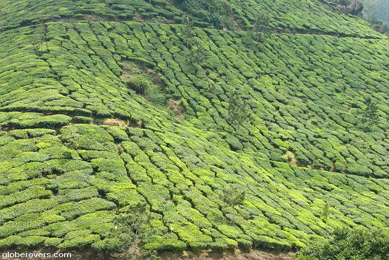 Tea plantations, Munnar, Kerala, India